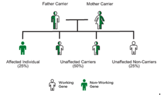 Tay-Sachs Genetic Tree